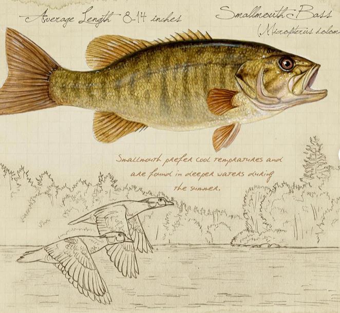 Stoneridge Art Studios Stoneridge Art Prints Smallmouth