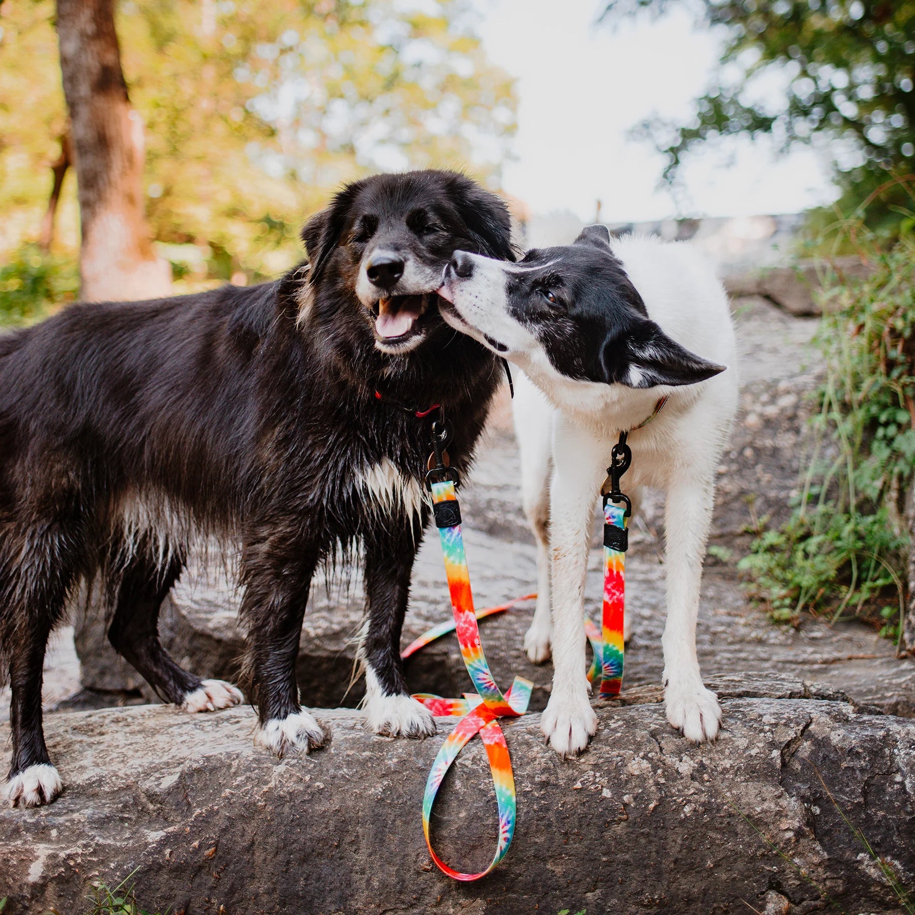 Wilderdog Waterproof Leash