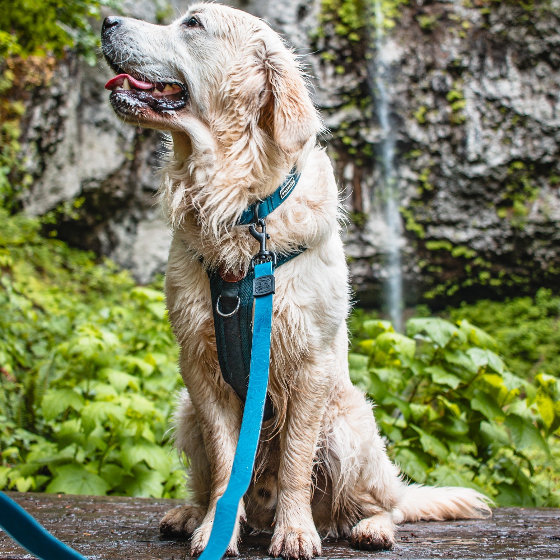 Wilderdog Waterproof Leash
