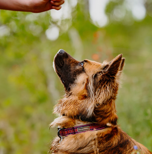 Wilderdog Ultralight Collar