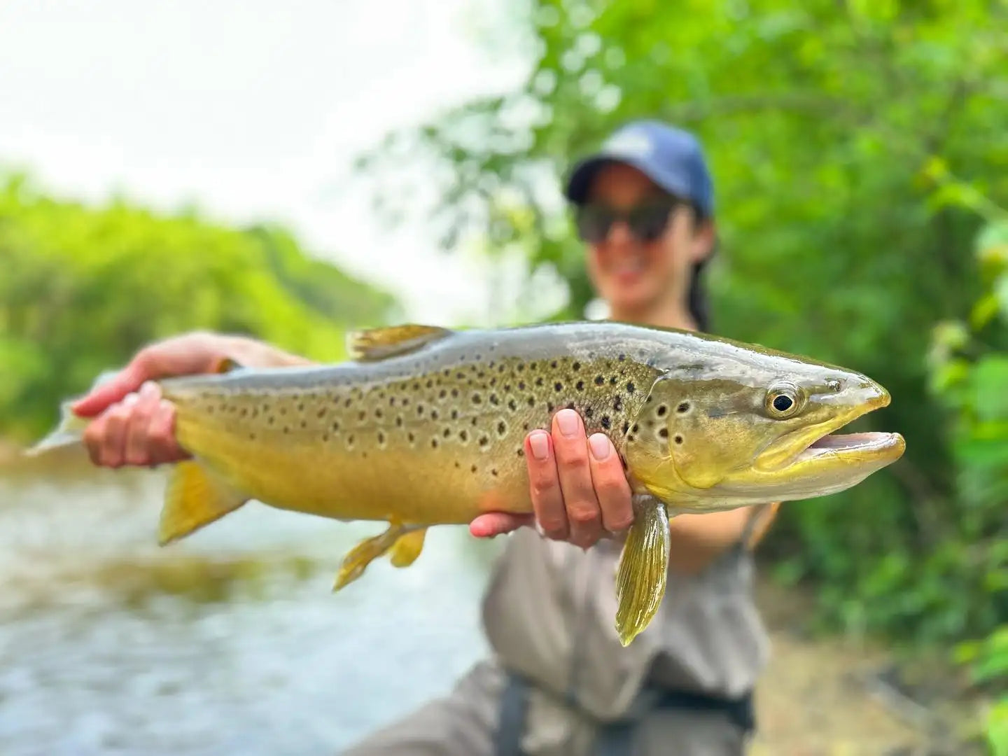 A brown trout with a golden-yellow underbelly and dark spots along its sides, held gently by someone in an outdoor setting.