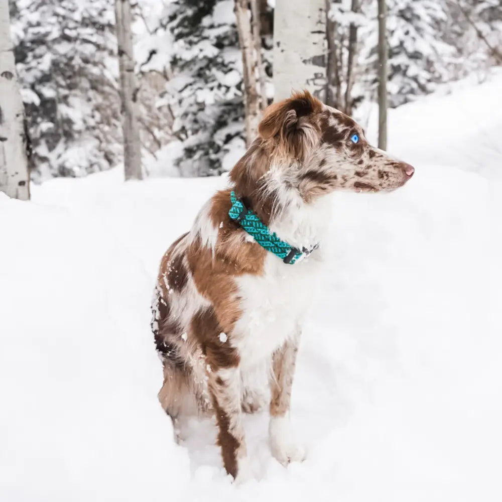 Wilderdog Collar