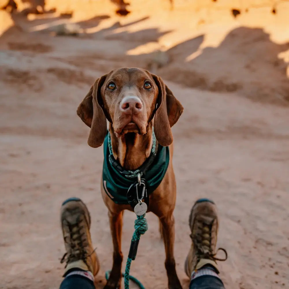 Wilderdog Bandana Evergreen