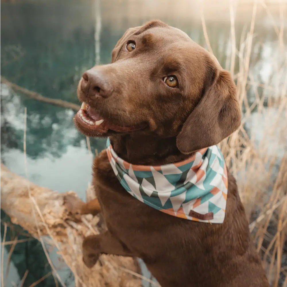 Wilderdog Bandana Cream