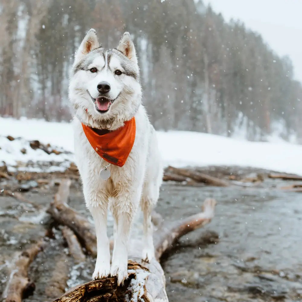 Wilderdog Bandana Orange