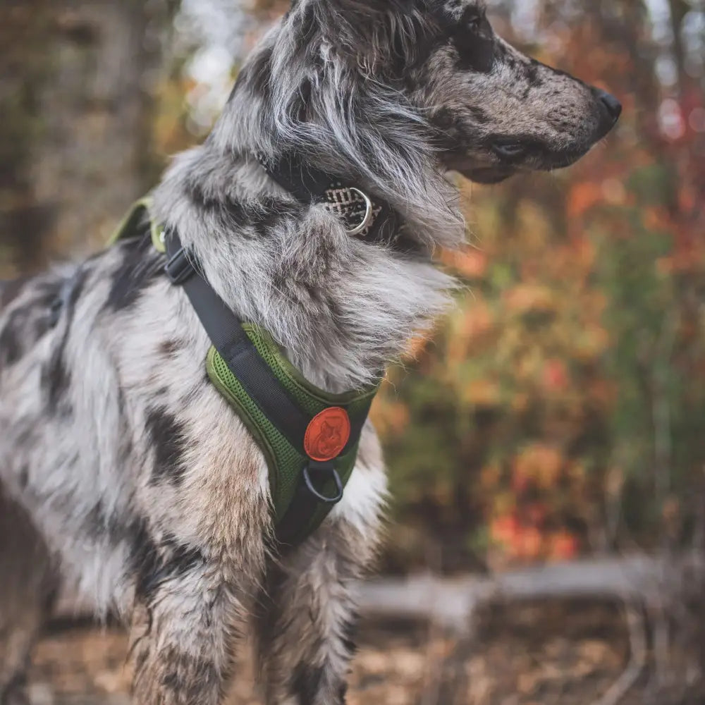 Wilderdog Harness