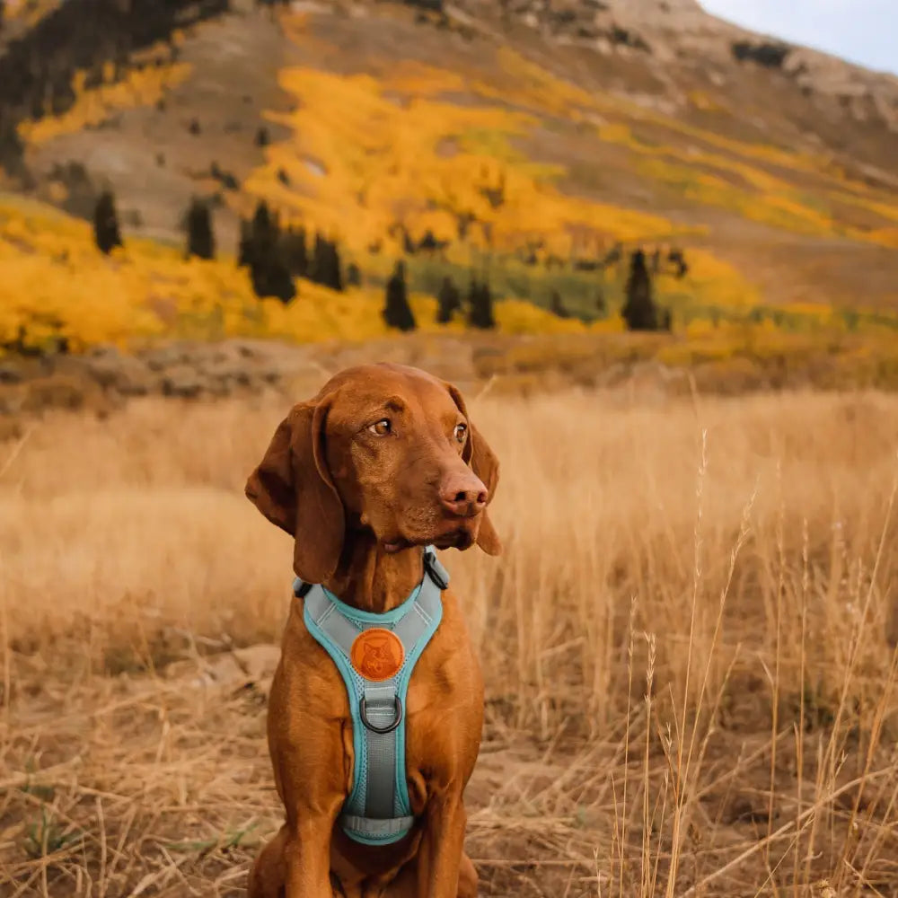 Wilderdog Harness