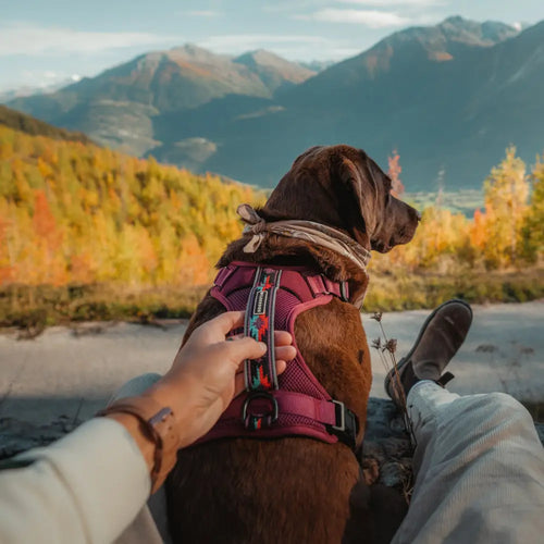 Wilderdog Harness Huckleberry / Small
