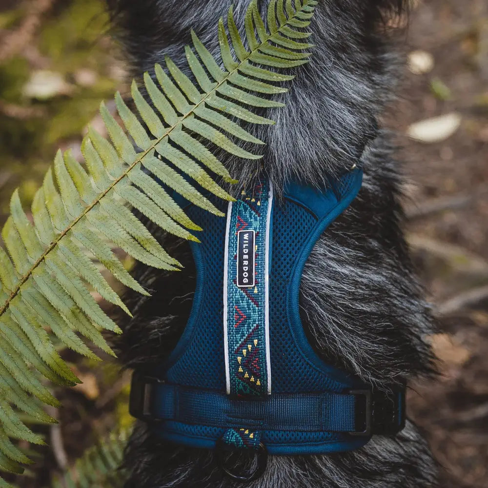 Wilderdog Harness Pacific Blue / Small