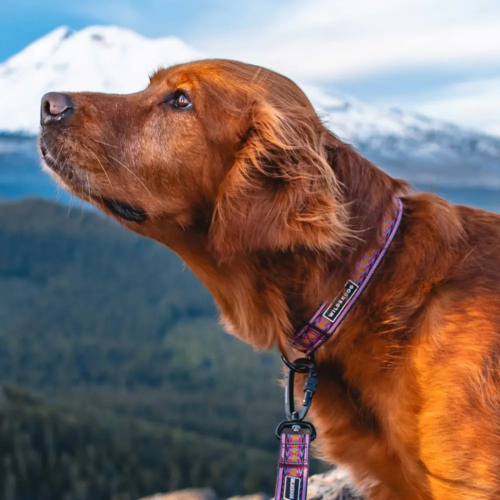 Wilderdog Ultralight Collar - Daybreak / S - Dog Gear