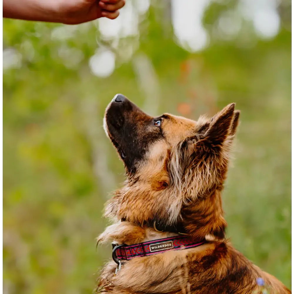 Wilderdog Ultralight Collar - Dog Gear