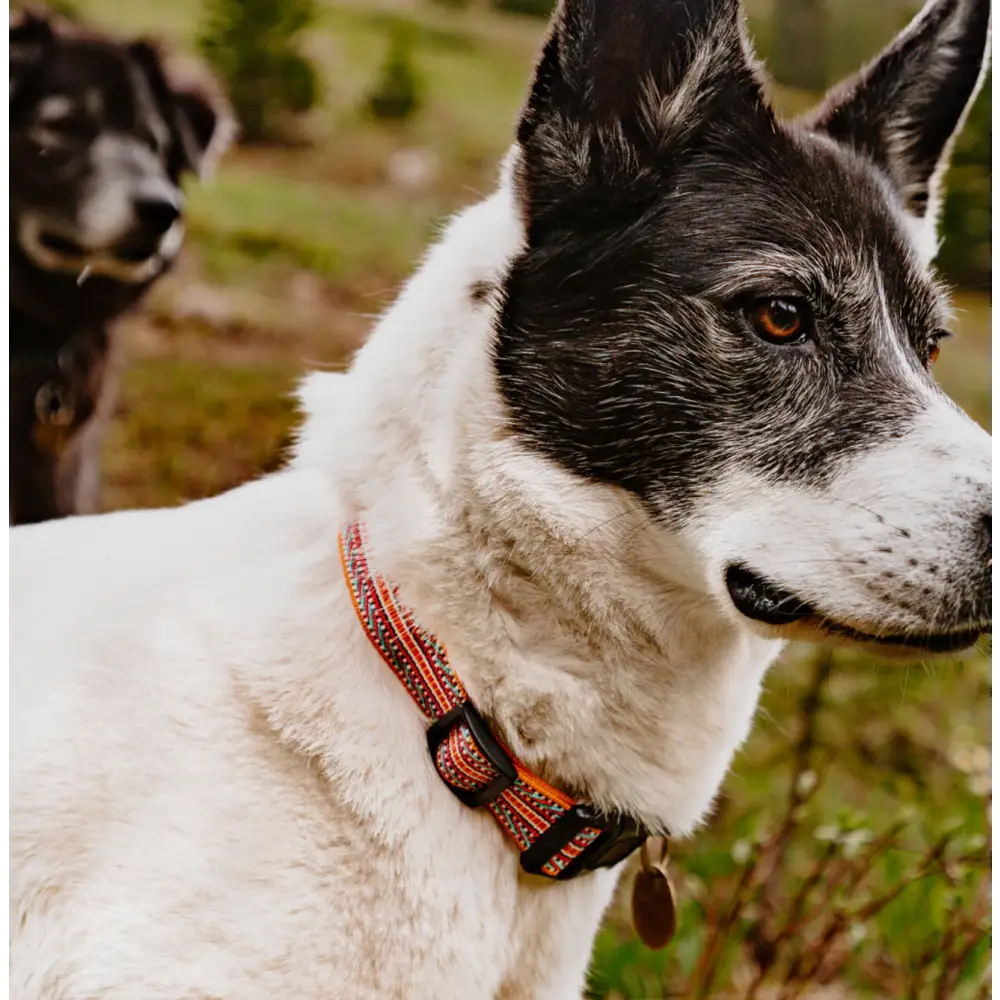 outdoor dog gear Wilderdog - Sienna Ultralight Collar