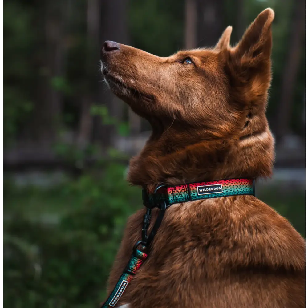 Wilderdog Ultralight Collar - Trout / S - Dog Gear
