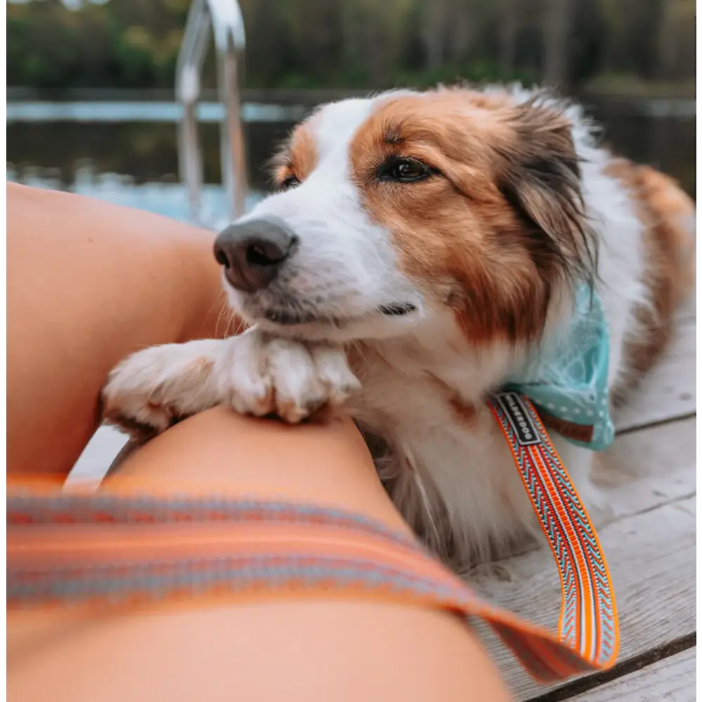 Wilderdog Ultralight Leash - Sienna - Dog Gear