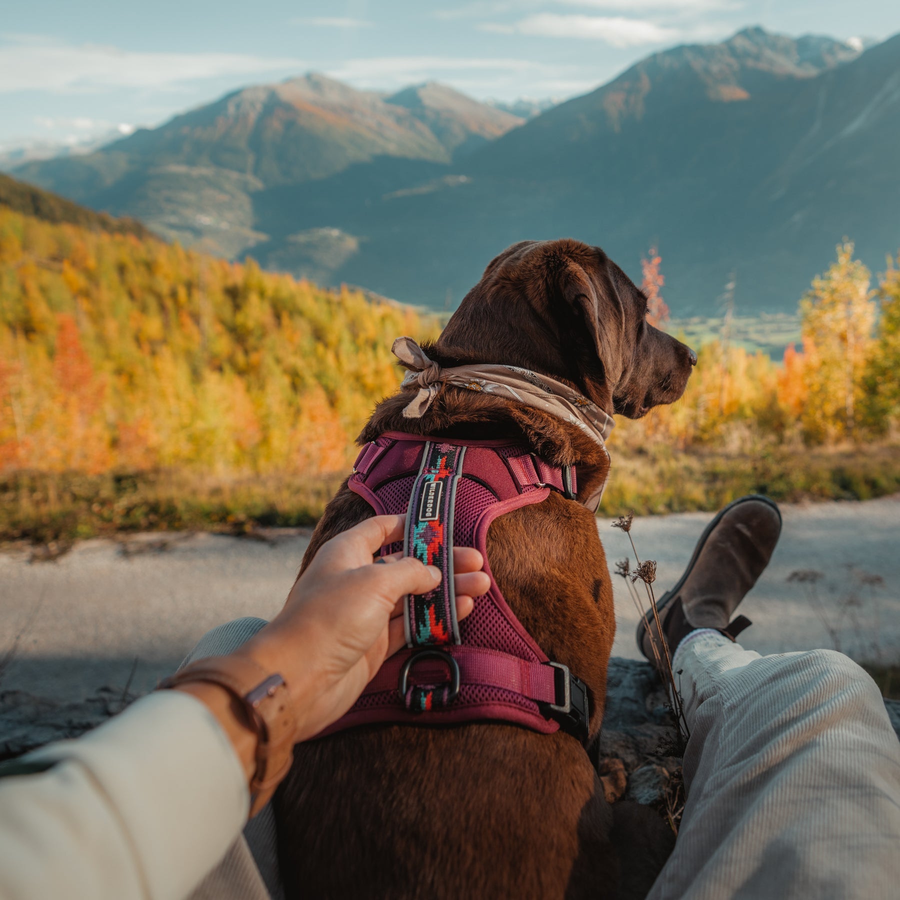 Wilderdog Harness Huckleberry / Small