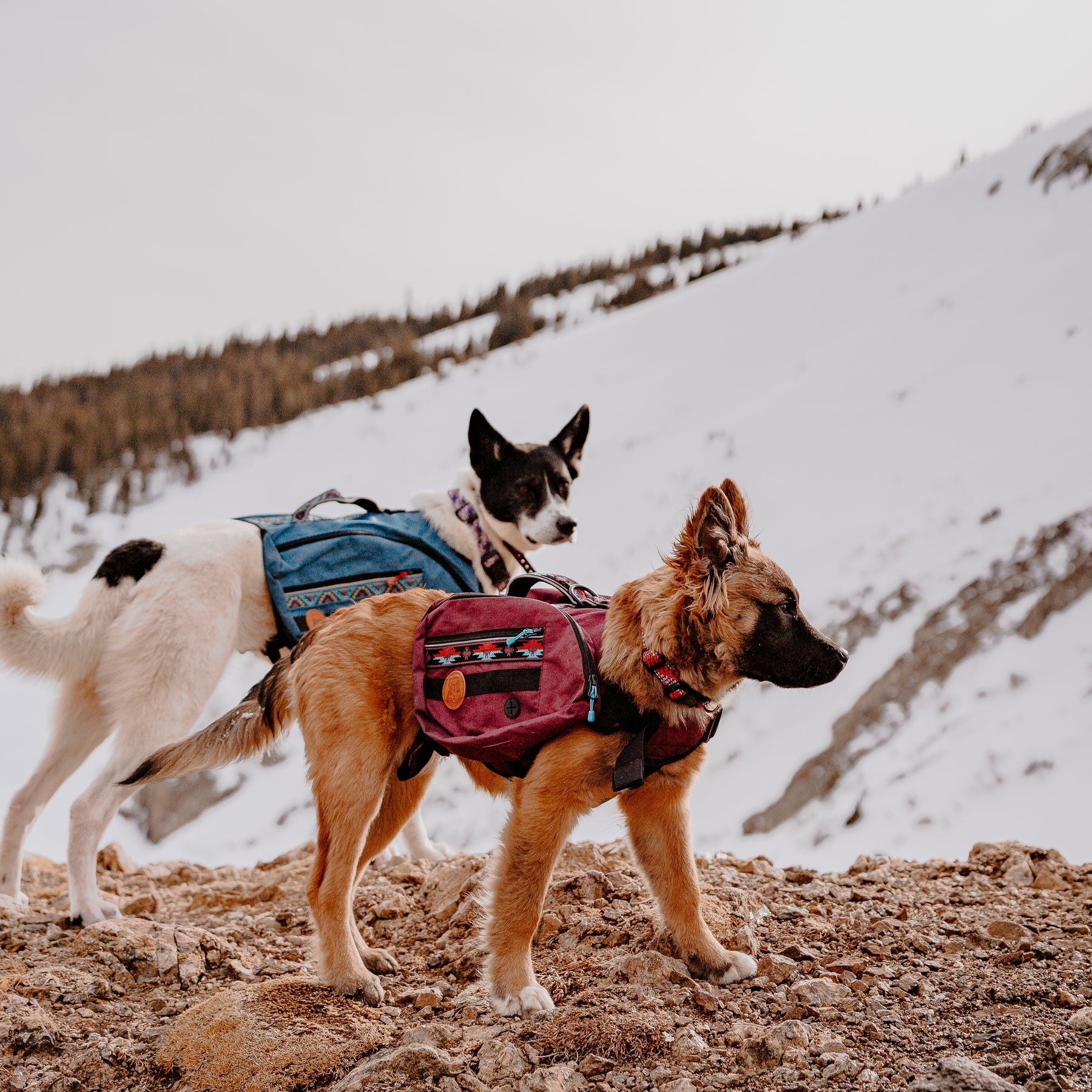 Wilderdog Dog Backpack