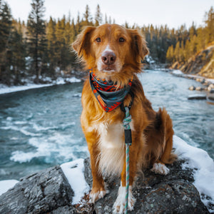 Wilderdog Bandana Navy