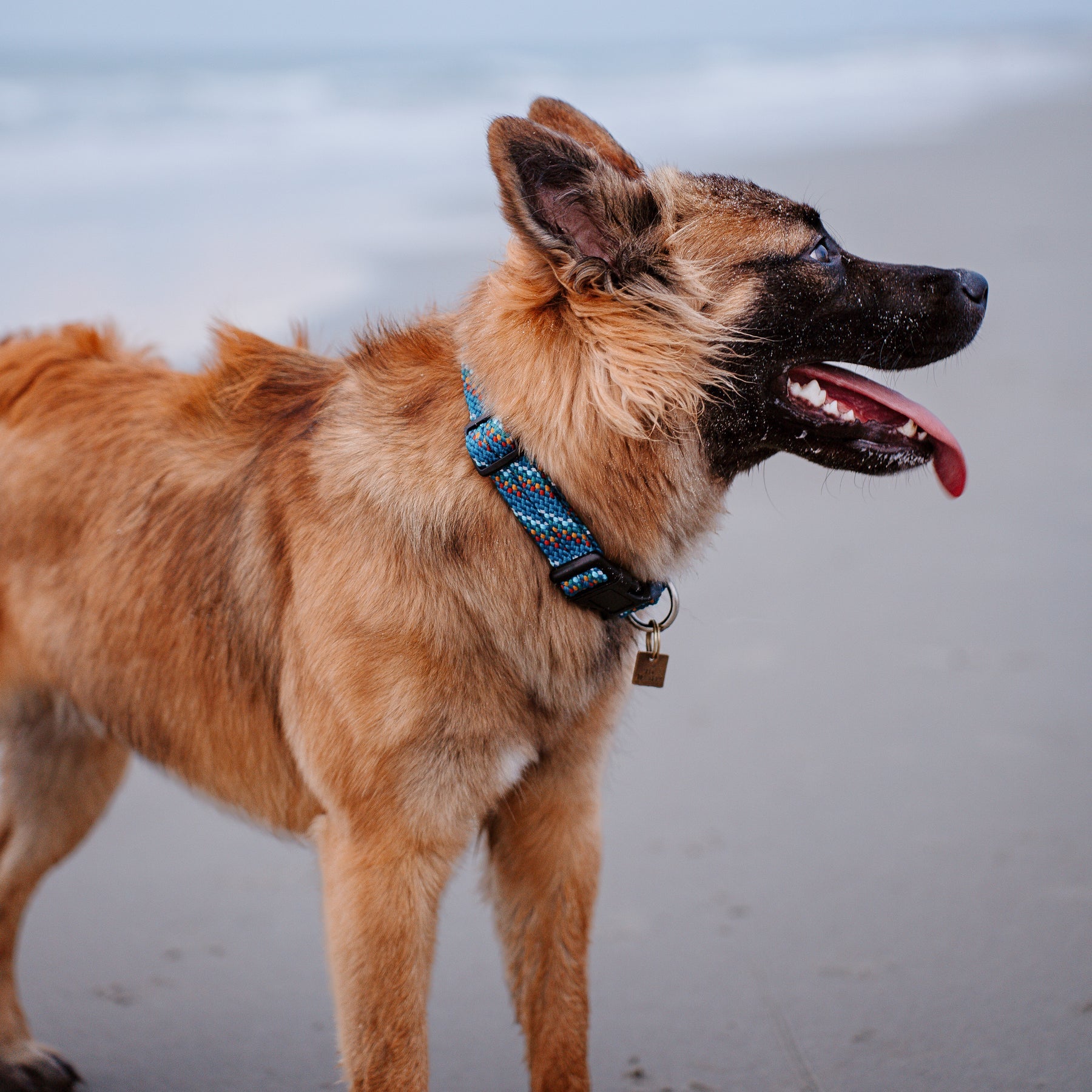 Wilderdog Collar