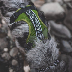 Wilderdog Harness Olive Green / Small