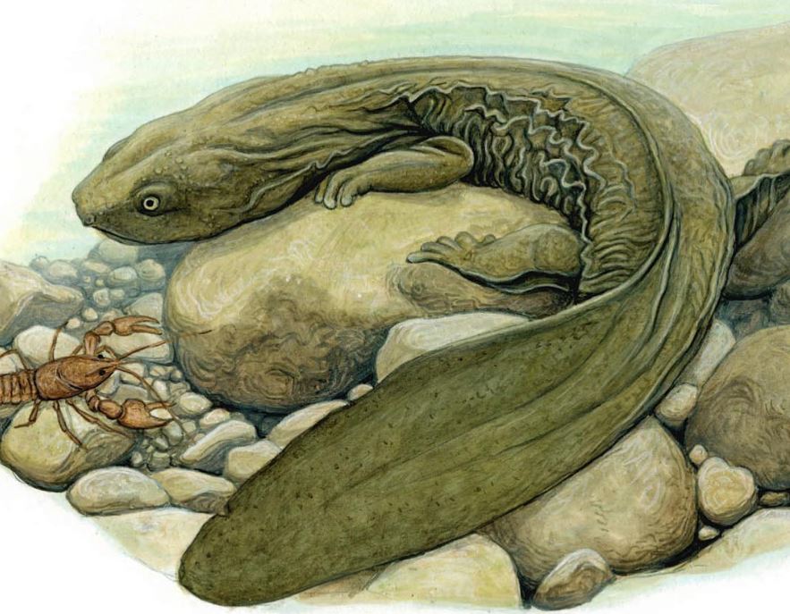 Stoneridge Art Studios Stoneridge Art Prints Hellbender